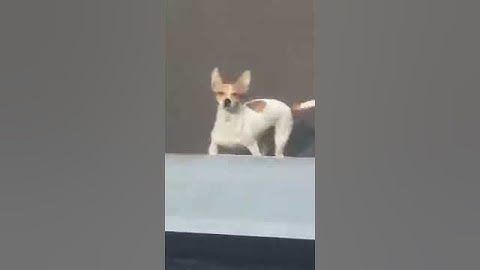 Local dog squares the fuck up