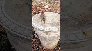 Importance of bird baths #gardeninginmyyard