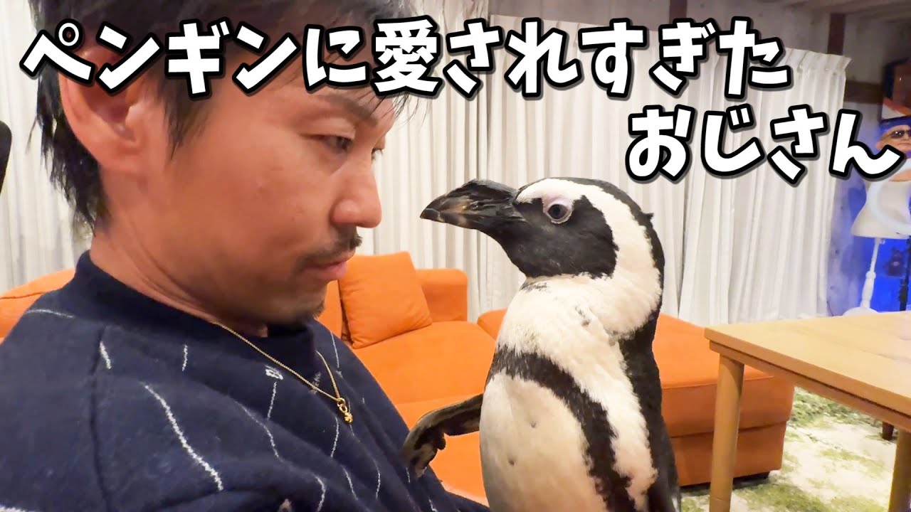 Penguins