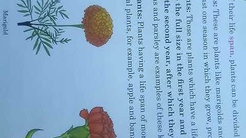 Evs class 4 chapter 5 Plants around us