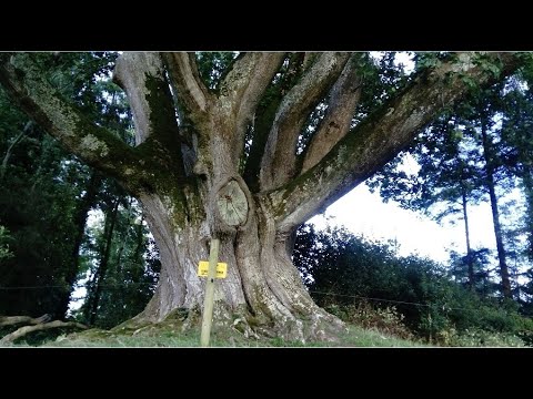 Βίντεο: Ωροσκόπιο Druid: Oak