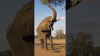 African elephant.....🥰 #animals #viral #shots #reelsinstagram