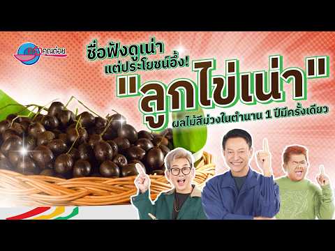 ชื่อฟังดูเน่า 'ลูกไข่เน่า' ผลไม้สีม่วงในตำนาน 1 ปีมีครั้งเดียว | ครัวคุณต๋อย เคล็ดลับ 7ต.ค.69 (1/2)