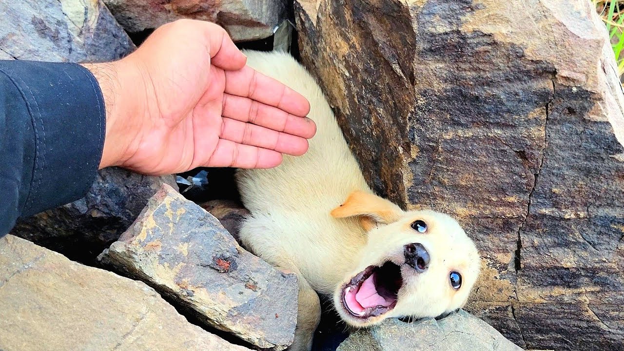 “When a Lonely Mountain Puppy Finally Saw a Human Face”😭