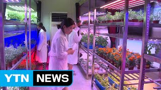 스마트 온실로 '먹는 꽃' 연중생산 가능해져 / YTN (Yes! Top News)