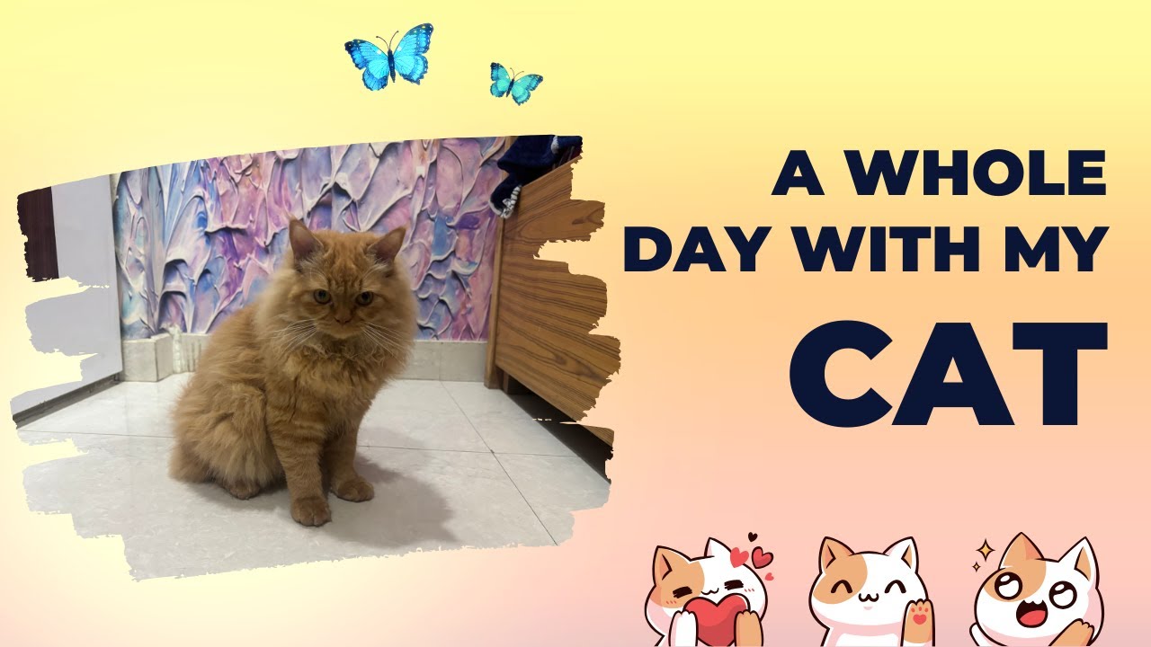 24 Hours With My Cat 😺 | Daily Routine of My Cute Cat