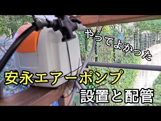 安永エアポンプ///めだか大量飼育/酸素一括管理 安永エアポンプ///めだか大量飼育/酸素一括管理