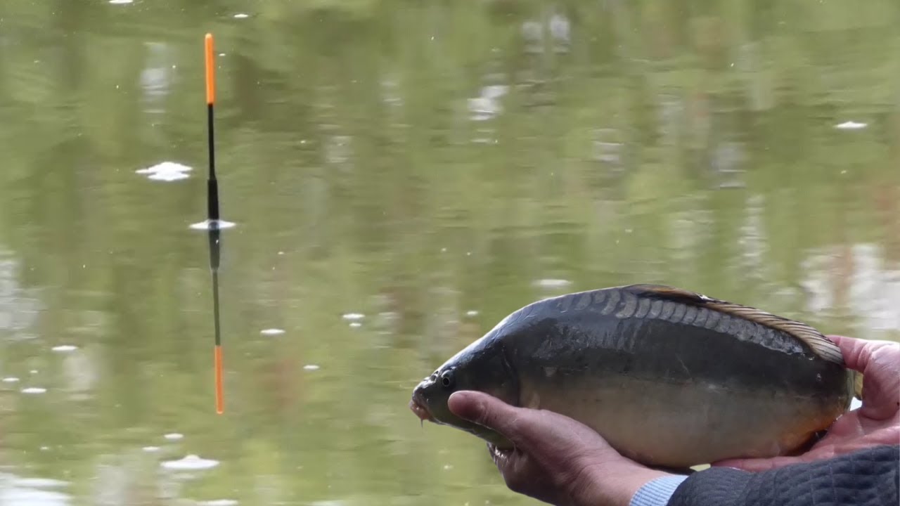 Pescuit la pluta cu arpacas si porumb