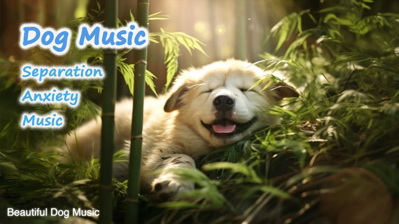 Music for noisy puppies, stop barking. fall asleep. dog music YouTube