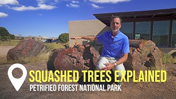 Squashed Trees in the Petrified Forest National Park | Creation on Location
