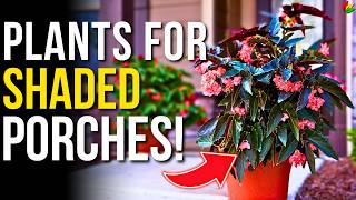12 Best Plants For A Shady Porch These Plants For Shade Are A Must-Have