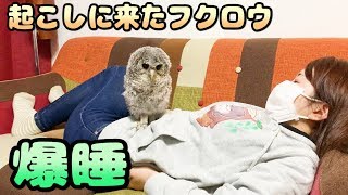 フクロウが爆睡の主人を起こしにきたのだが・・・