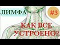 ЛИМФАТИЧЕСКАЯ СИСТЕМА - что нужно знать о ней? #3