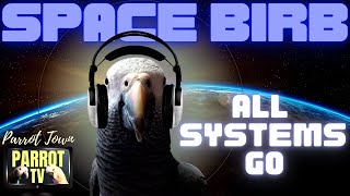 Space Birb | Cosmic Nerdy Meditation Music for Birds [3+ hours] Parrot TV for Your Bird Room 🚀