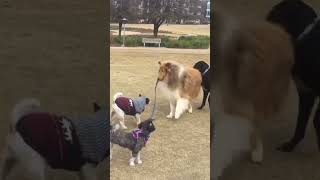 Tan the Collie walking another dog #collie #dog #funny #dogshorts