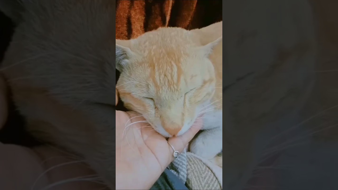 Test  your Cat's personality here  👇❤