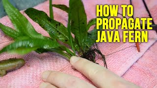 How To Propagate Java Fern