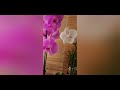 Вышла за хлебушком - орхидеи из маркета 🛒orchids supermarket