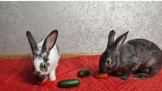 ASMR what the rabbit likes cucumber tomato ?