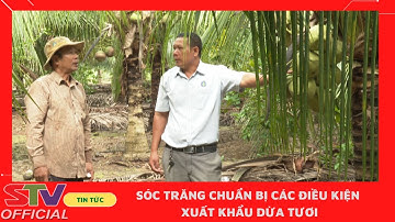 STV - Sóc Trăng tìm cơ hội xuất khẩu Dừa tươi sang Mỹ và Trung Quốc