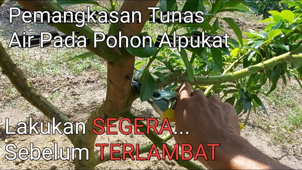 Pemangkasan Tunas Air Pohon Alpukat