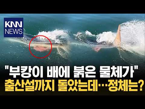"부캉이 새끼 낳은 줄 알았는데…" 상어 배 아래 덜렁거린 '붉은 장기'? / KNN