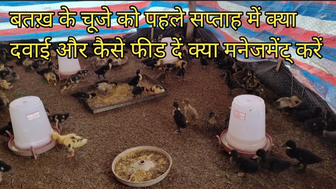 how to brooding duck chicks first seven  days  बतख़् के चूजे को सात दिन तक कैसे पालें