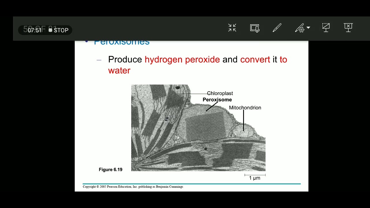 Chapter 6 part 2 - YouTube