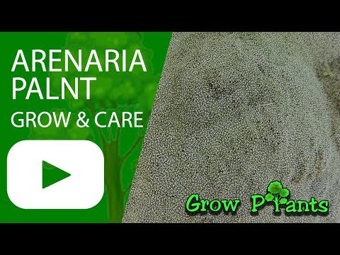 Arenaria plant - growing & care Amazing ground cover plant