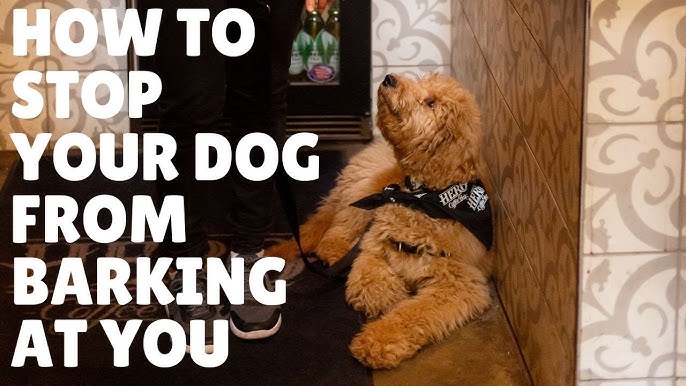 22 Ways to Take Care of a Dog or Puppy While You're Busy Working 🥇