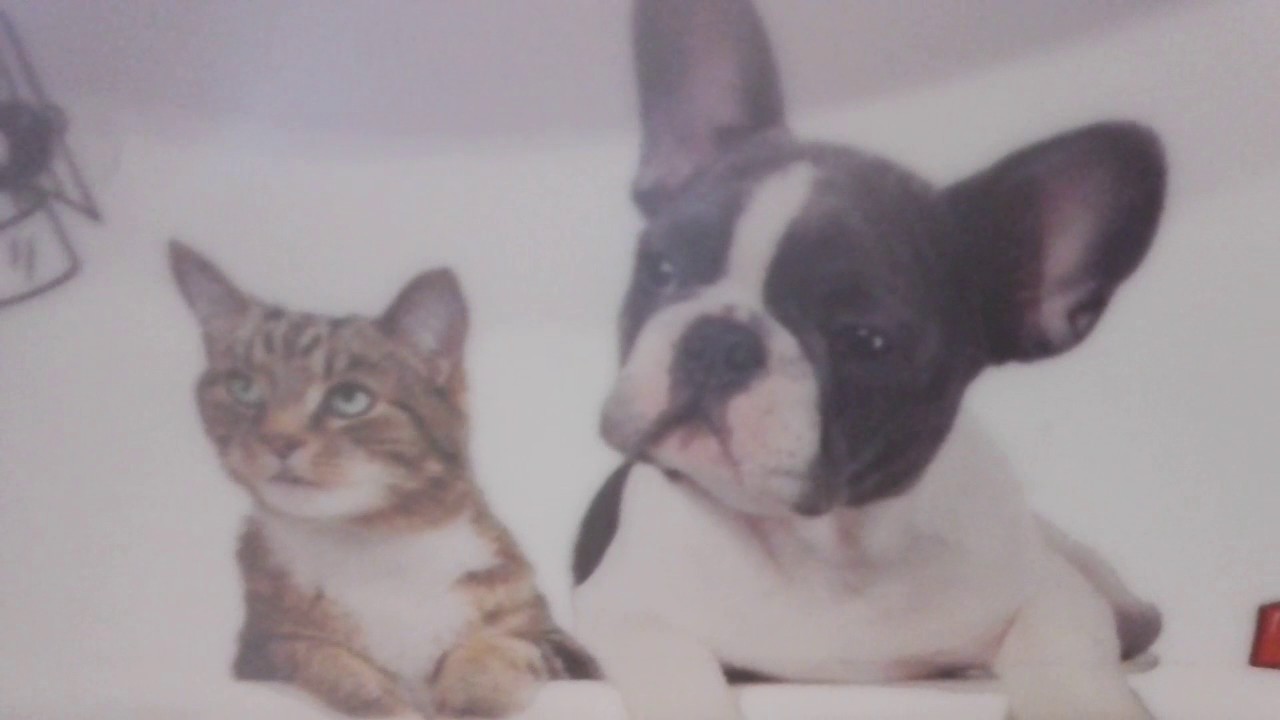 Aktualizacja przysmak贸w Sojki #10 馃挅