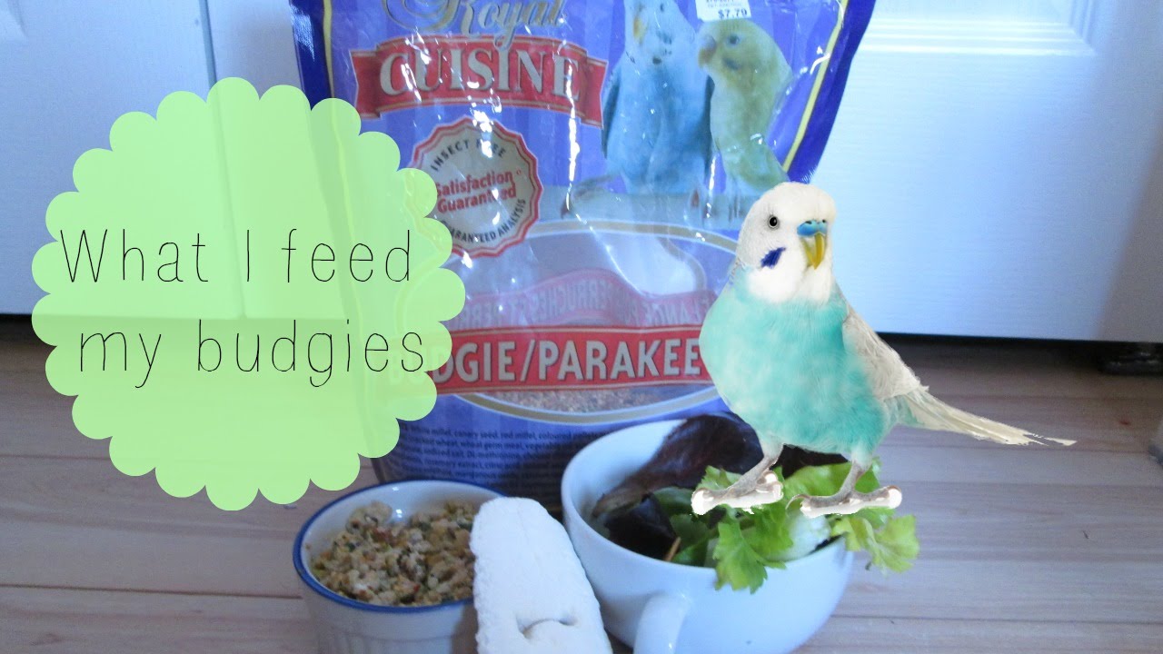 video phone beyonce mp3 What I Feed my Budgies | Kat's Animal Channel