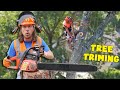 Tree trimming  chain saw bucket truck and wood chipper  handyman hal tree service