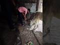 दया ही सबसे बड़ा धर्म है आज की सेवा#protectanimals#cow#animals#rescueanimals#helpingeveryone
