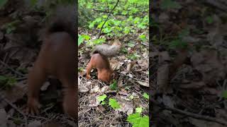 Рыжик прячет кедряшки. Похождения Рыжика и Белочки #squirrel #nature #wildlife