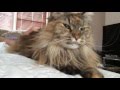 Maine Coon purring in bliss, waking me up in bed!