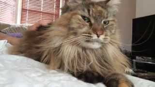 Maine Coon purring in bliss, waking me up in bed!