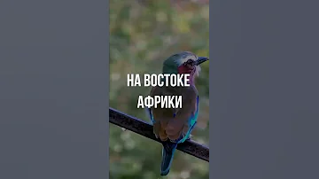 Будь яркой! Если ты африканская птица