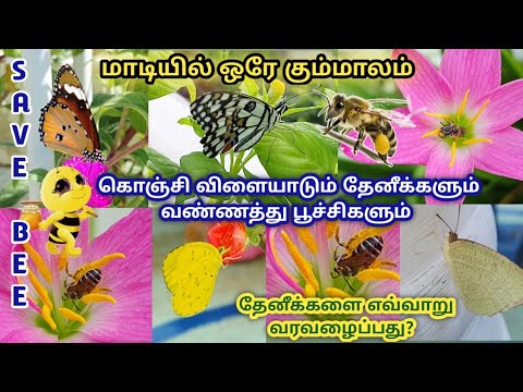 Honey bee 🐝  Butterfly 🦋   தேனீக்கள் மற்றும் பட்டாம்பூச்சிகளை எவ்வாறு தோட்டத்திற்கு வரவழைப்பது?