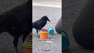Joe Rogan on the intelligence of crows #shorts