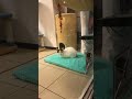 Котокафе Mr. Moore в Воронеже