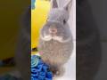 かまってアピールが激しすぎる子ウサギ🐰　#うさぎ #rabbit #shorts