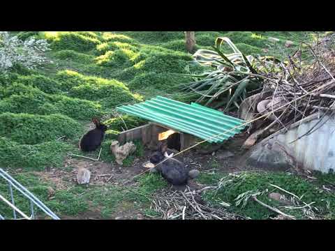 Video: Come Allevare Conigli Nelle Fosse?