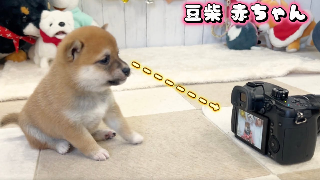 豆柴犬】5兄妹赤ちゃん、可愛すぎる1ヶ月記念日を迎えました