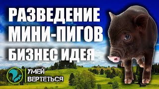 Выращивание мини-пигов. Бизнес идея