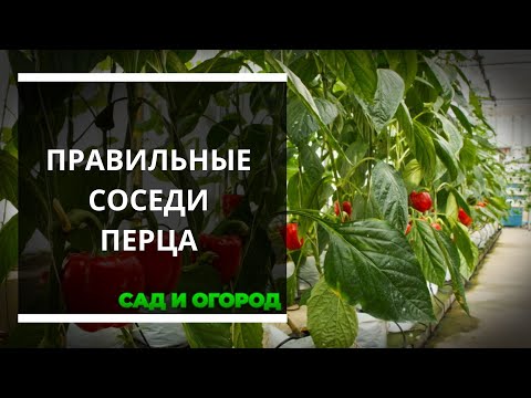 Что можно сажать рядом с перцем