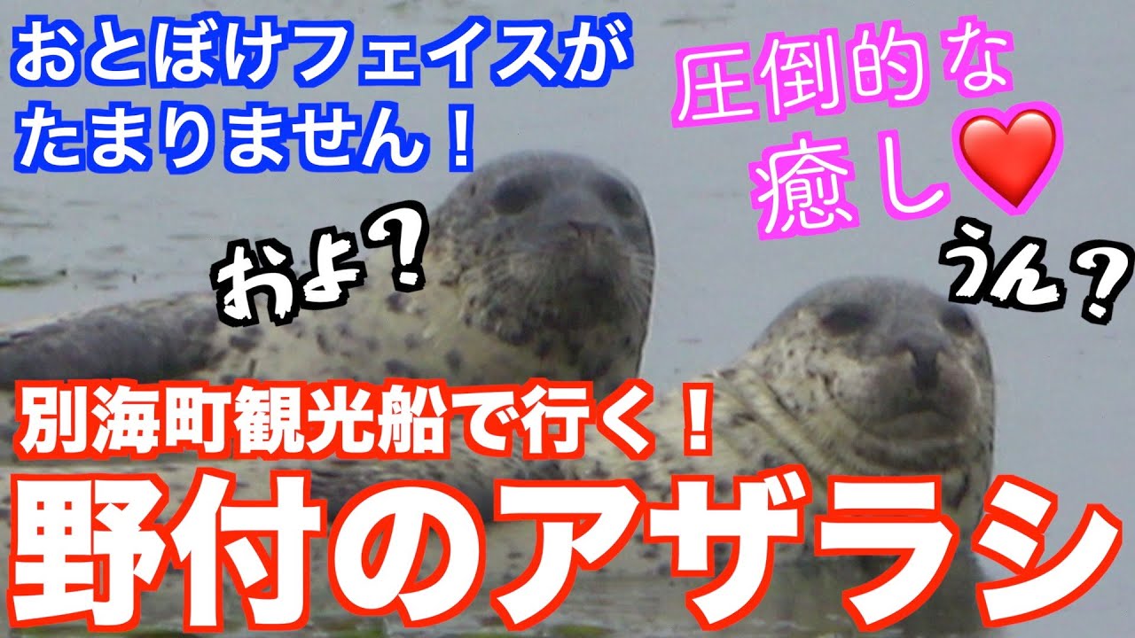 北海道・別海町】野付半島のアザラシウォッチングクルーズで特大