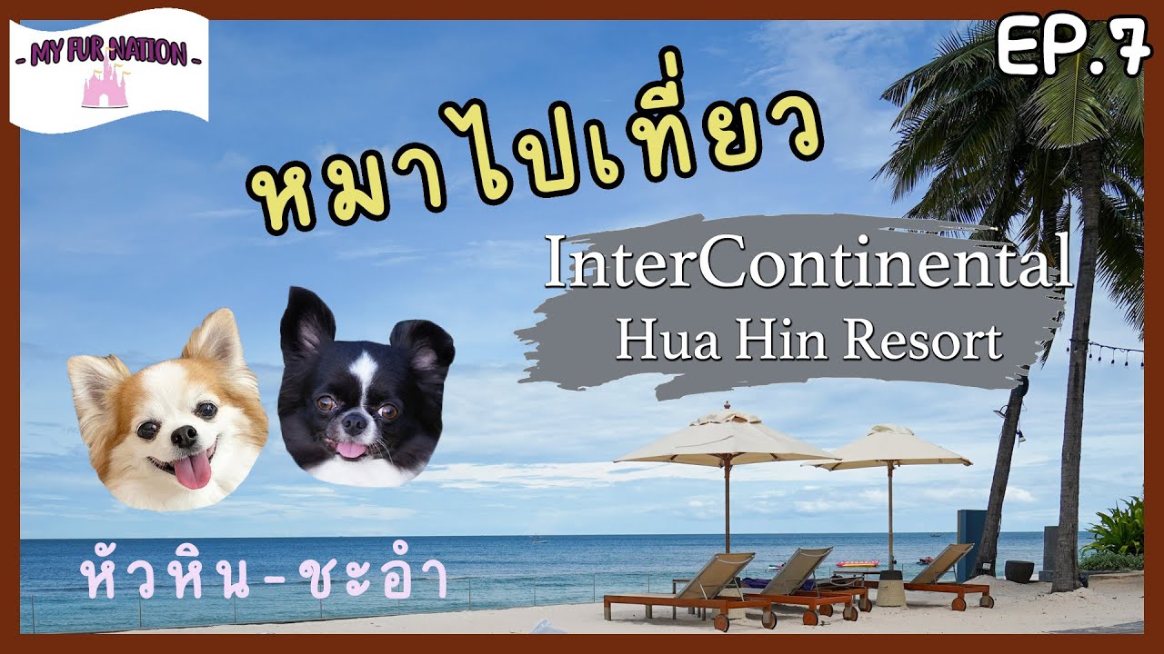 EP.18 - หมาไปเที่ยว | รีวิวโรงแรม Mercure Rayong Lomtalay Villas & Resort + คาเฟ่หมาเข้าได้ - YouTube