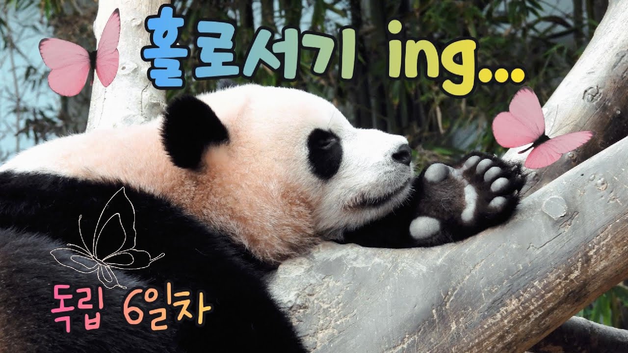 25.08.18 독립6일차🦋홀로서기 연습중🦋힘들어도 잘 먹어주는 바오걸스🌸후이가 엄마 생각날때 위로도 되어주고 친구처럼 놀아주는 루이💕