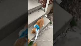 Talkative Cat Doesn't Want To Go Inside | Pets Translated